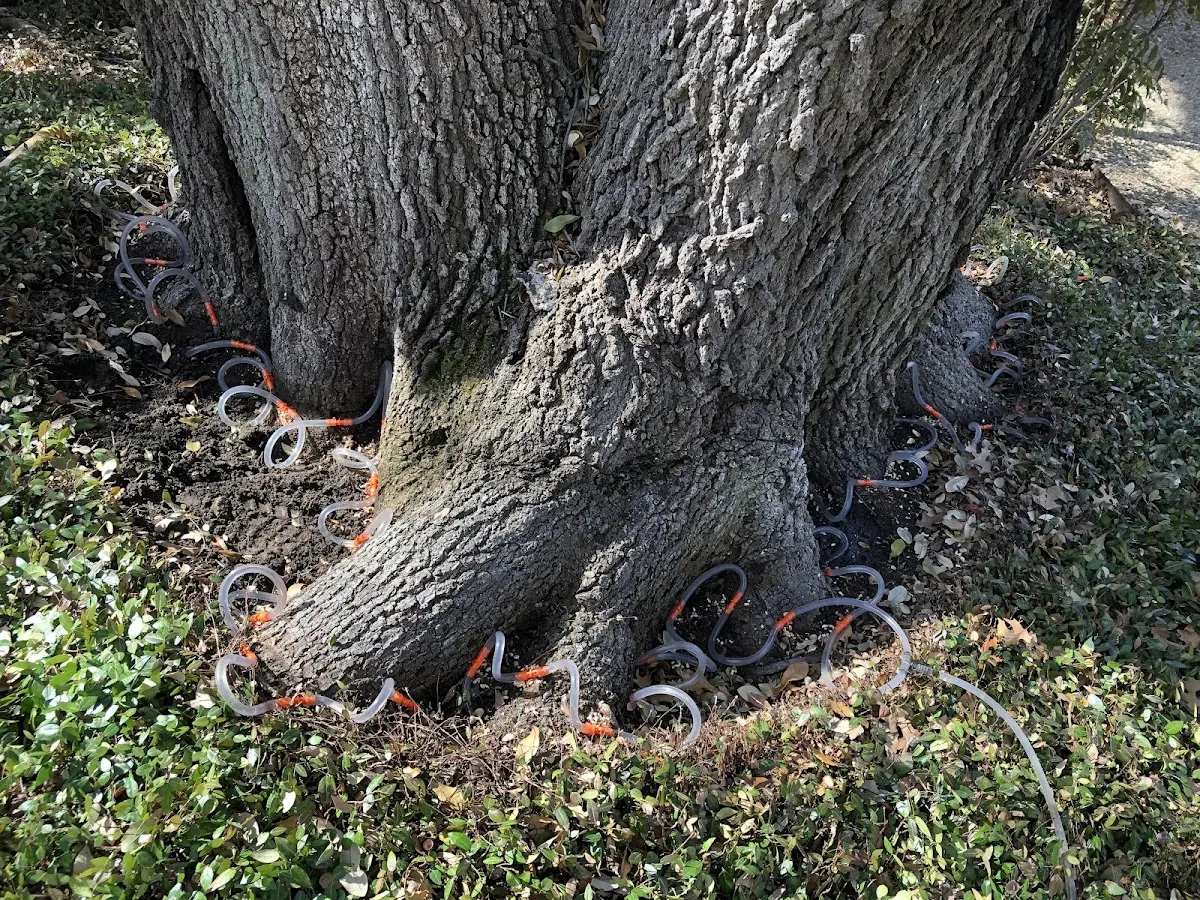 Detailed Tree Cabling and Bracing job site in Rombauer