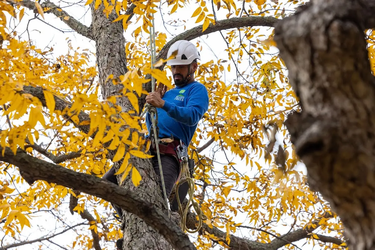 Skilled Tree Planing crew working in Rombauer